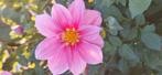 dahlia knol, Tuin en Terras, Bloembollen en Zaden, Ophalen of Verzenden, Volle zon, Knol