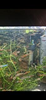 Endler guppen man, Dieren en Toebehoren, Vis