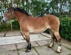 Gave 3 jarige Litouwse merrie, Dieren en Toebehoren, Paarden, Merrie, 3 tot 6 jaar, Gechipt, Onbeleerd