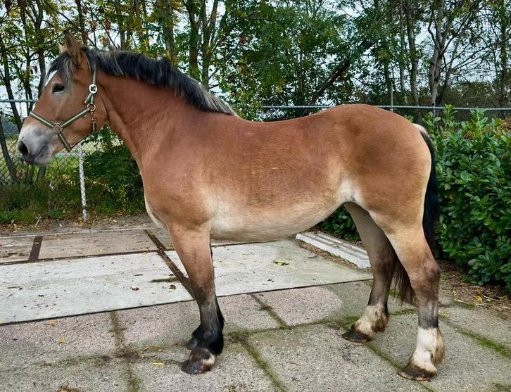 Gave 3 jarige Litouwse merrie, Dieren en Toebehoren, Paarden, Merrie, Onbeleerd, 165 tot 170 cm, 3 tot 6 jaar, Recreatiepaard