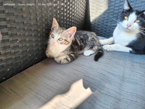 kittens geboren op 15-03-25, Dieren en Toebehoren, Katten en Kittens | Overige Katten, Meerdere dieren