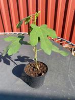 Vijgenboom, Ophalen of Verzenden, Minder dan 100 cm, Vijgenboom