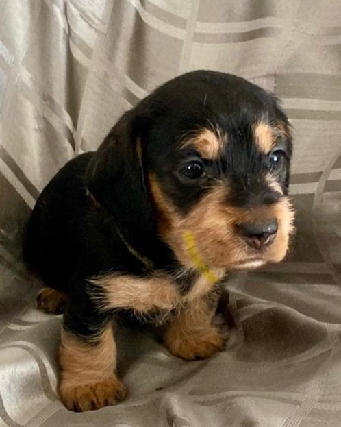 teckels, Dieren en Toebehoren, Honden | Teckels en Dashonden, Meerdere dieren, Ruwhaar, Standaard, Particulier, Meerdere, Nederland