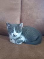 4 katers geboren 6 juli 2025, Dieren en Toebehoren, Katten en Kittens | Overige Katten, Kater, Kortharig, 0 tot 2 jaar