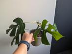Rhaphidaphora Tetrasperma / Monstera minima, Ophalen of Verzenden, Overige soorten, Minder dan 100 cm