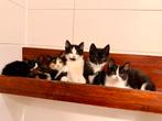 Lieve kittens van 8 weken oud, Dieren en Toebehoren, Katten en Kittens | Overige Katten, Meerdere dieren, Kortharig, 0 tot 2 jaar