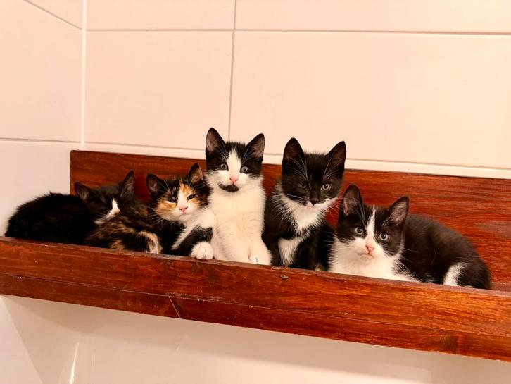 Lieve kittens van 8 weken oud, Dieren en Toebehoren, Katten en Kittens | Overige Katten, Kortharig, Meerdere dieren, 0 tot 2 jaar