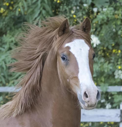 toekomstige D sport pony Welsh NWR/NRPS, Dieren en Toebehoren, Pony's, Hengst, Onbeleerd, D pony (1.37m tot 1.48m), Dressuurpony
