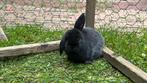 Lieve tame nederlandse dwerg hangoor konijntjes, Dieren en Toebehoren, Konijnen, Meerdere dieren, Dwerg, Hangoor