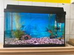 Aquarium Juwel Primo 70 compleet, Dieren en Toebehoren, Vissen | Aquaria en Toebehoren, Zo goed als nieuw, Ophalen, Leeg aquarium