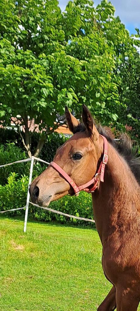 Stoer hengstveulen (Drummer Tn x Chellthago Z), Dieren en Toebehoren, Paarden, Hengst, 0 tot 2 jaar, Springpaard, Met stamboom
