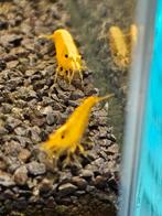 Neocaridina citroen, Dieren en Toebehoren, Vissen | Aquariumvissen, Kreeft, Krab of Garnaal, Zoetwatervis, Schoolvis