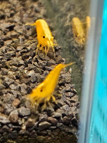 Neocaridina citroen  beschikbaar voor biedingen