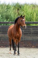 Verzorgpony/ leasepony aangeboden in Nijkerk, Dieren en Toebehoren, Paarden en Pony's | Dekens en Dekjes, Ophalen of Verzenden