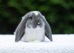 Franse hangoren, Dieren en Toebehoren, Konijnen, Mannelijk, Groot, Hangoor, 0 tot 2 jaar