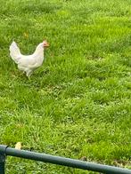 Kippen, Vrouwelijk, Kip