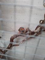 Twee zebravinken, Dieren en Toebehoren, Ophalen