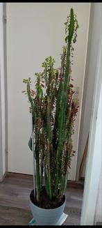 Mooie grote kamerplant vetplant cactus plant van 1meter70 h, Cactus, Ophalen of Verzenden, Halfschaduw
