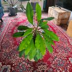 Grote Madagascar jewel, Ophalen, Overige soorten, Halfschaduw, In pot