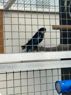 Pracht Rosellas mutatie zwart, wildkleur split voor zwart, Dieren en Toebehoren, Mannelijk, Parkiet