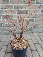 Fuji kers, Volle zon, Vaste plant, Lente, Ophalen