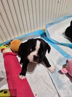 Mooie Franse Buldog puppy (reutje), Dieren en Toebehoren, Honden | Bulldogs, Pinschers en Molossers, Particulier, Meerdere, 8 tot 15 weken