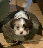 Shih Tzu 3 teefjes, diverse kleuren , 1 Merle, Overige rassen, 8 tot 15 weken, Teef, CDV (hondenziekte)