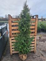 Thuja Plicata Excelsa coniferen in alle maten, Ophalen of Verzenden, Conifeer, Haag, 100 tot 250 cm