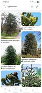 Apenboom ongeveer 5 meter hoog, Ophalen of Verzenden, Volle zon