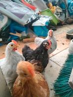 Kuikens of kippen Bramha kuikens, Meerdere dieren, Kip