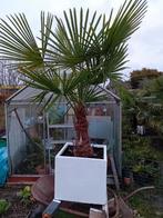 Palmboom, Tuin en Terras, Ophalen, Palmboom