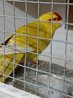 Fallow kakarikie man te koop of pop gezocht, Mannelijk, Parkiet