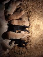 Prachtige lieve labrador puppys van goede ouders, Overige rassen, 8 tot 15 weken, Meerdere, Meerdere dieren