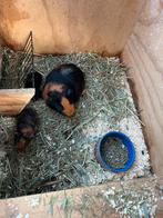 Jonge cavia’s, Dieren en Toebehoren, Knaagdieren, Oktober, Meerdere dieren, Cavia