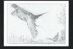Opvliegende Fazant Phasianus Colchicus door E. v. Merkerk., Ophalen of Verzenden, 1980 tot heden, Ongelopen, Vogel