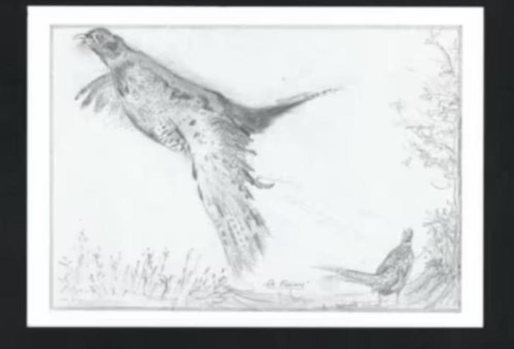 Opvliegende Fazant Phasianus Colchicus door E. v. Merkerk., Verzamelen, Ansichtkaarten | Dieren, Ongelopen, 1980 tot heden, Vogel