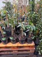 Nieuw binnen wintergroene clematis armandii witte bloemen, Ophalen, Vaste plant, Halfschaduw, Klimplanten