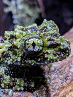 Moskikkers (Theloderma Corticale), Amfibie, 0 tot 2 jaar
