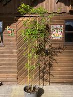 Bamboe Phyllostachys Aureosulcata Spectabilis, Ophalen, Bamboe, 100 tot 250 cm