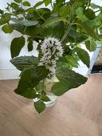 Watermunt stekken oeverplant vijverplant, Ophalen of Verzenden, Nieuw, Overige typen