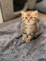Te koop mooie britse korthaar golden tabby kittens, Dieren en Toebehoren, Katten en Kittens | Raskatten | Korthaar, Meerdere dieren