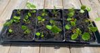 Diverse Pannenkoekplanten (Pilea Peperomiodes)..eigen kweek!, Ophalen, Overige soorten, Halfschaduw, Minder dan 100 cm