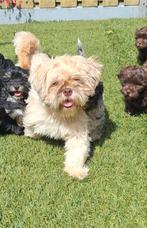 Super mooie maltipoo of boomer pups. Choco en merle !, Dieren en Toebehoren, Overige rassen, 8 tot 15 weken, CDV (hondenziekte)