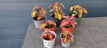 Kamerplant Coleus Stained Glasswork Velvet met mooie bladere beschikbaar voor biedingen