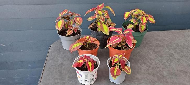 Kamerplant Coleus Stained Glasswork Velvet met mooie bladere, Huis en Inrichting, Kamerplanten, Minder dan 100 cm, Halfschaduw