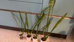 Sanseveria’s minimaal 50_80 hoog, Huis en Inrichting, Ophalen, Halfschaduw, Minder dan 100 cm