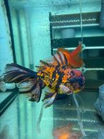 Fancy Goldfish Oranda XXL special HQ tiger calico, Dieren en Toebehoren, Vissen | Aquariumvissen, Vis