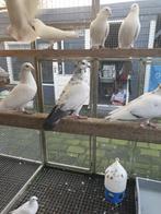 Bonte kleurpostduiven te koop., Dieren en Toebehoren, Meerdere dieren, Postduif