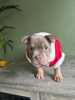 American Bully teefje – geboren 5 september 2025, Dieren en Toebehoren, CDV (hondenziekte), 8 tot 15 weken, Teef, Bulldog