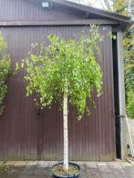 Prieelberk op 200cm stam, Bloeit niet, Overige soorten, 100 tot 250 cm, Ophalen